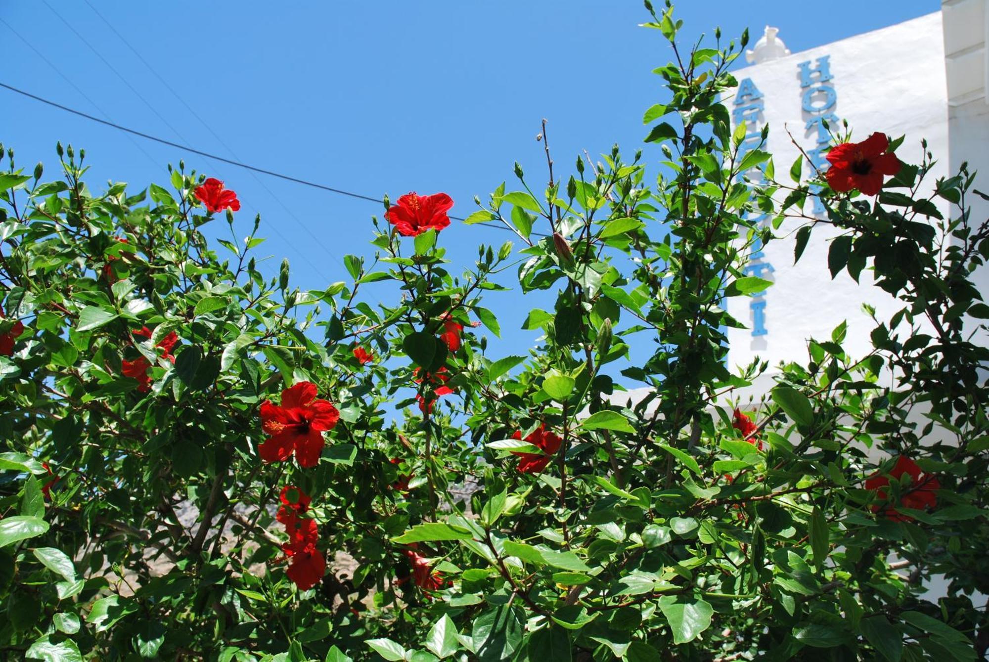 Afroditi Hotel Kamares  Exterior photo